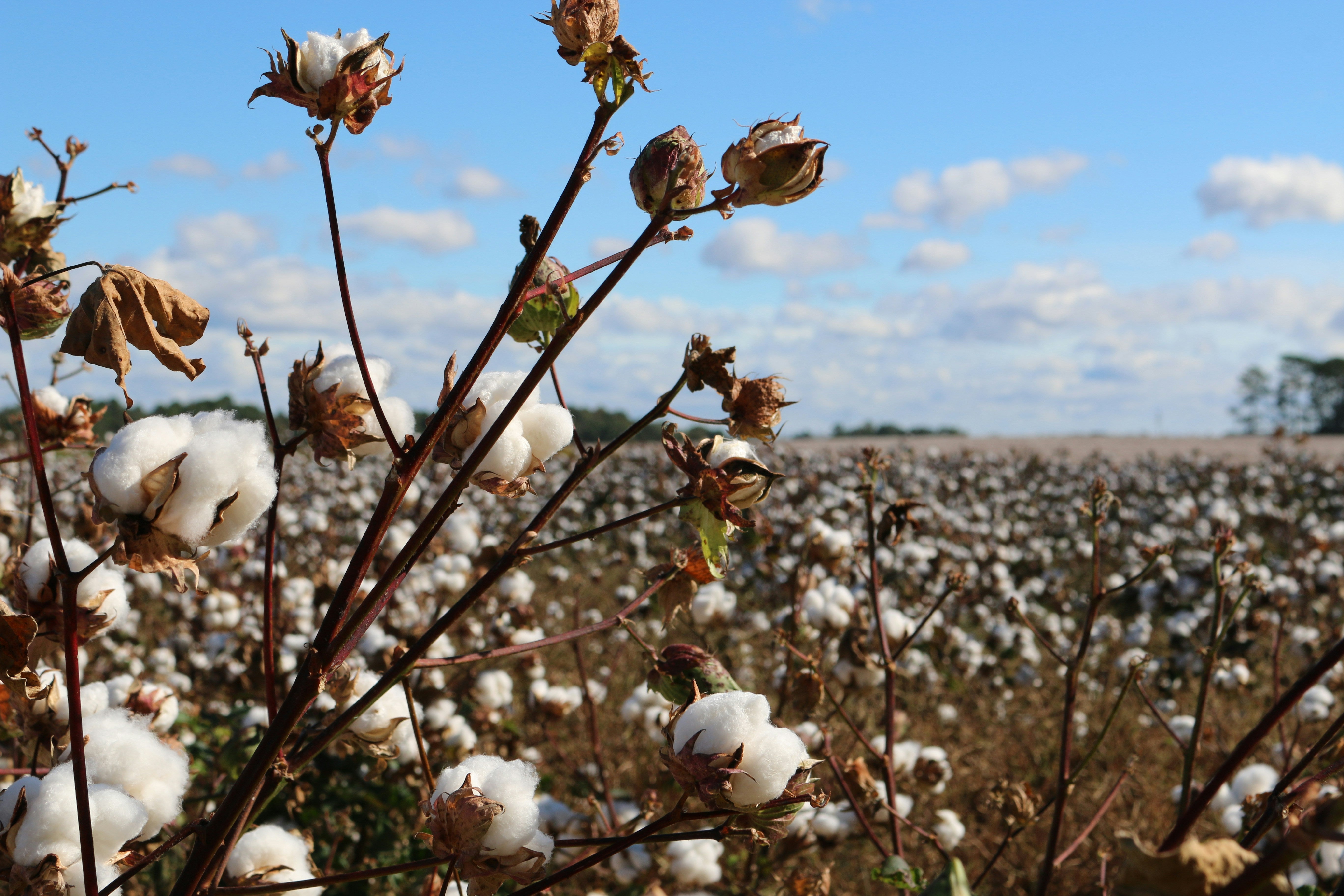 Cotton field with mature cotton bolls against a blue sky.